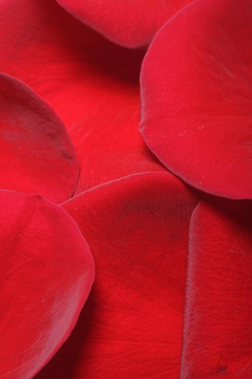 Free stock image of Rose petals created by 2happy