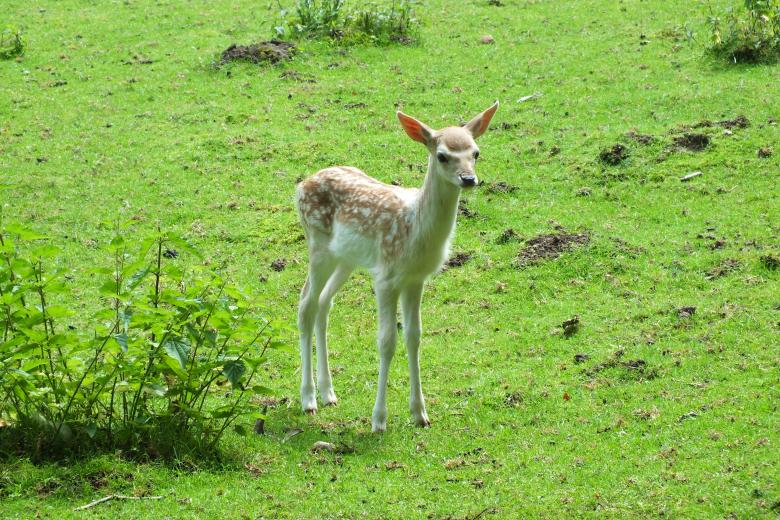 Free stock image of Baby deer created by Stephan Gerlach