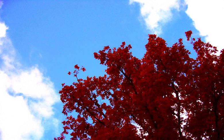 Free stock image of Autumn tree red created by Laura Dambite