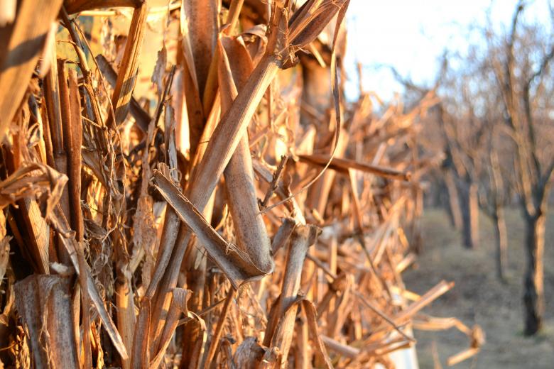 Free stock image of Country life created by Octavian