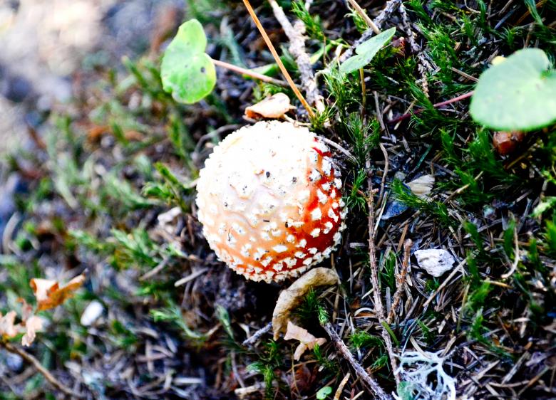 Free stock image of Mushroom created by Octavian