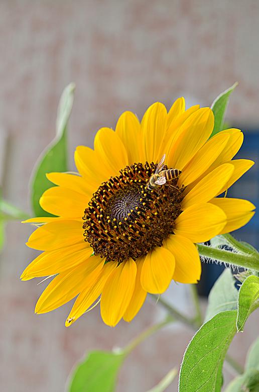 Free stock image of Sun Flower And The Bee! created by Hassan Mohiudin