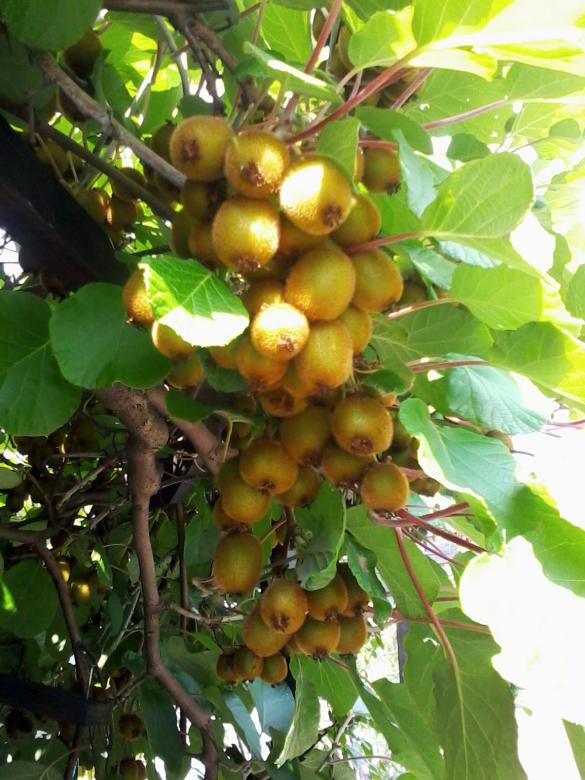 Free stock image of Kiwi created by Laura Dambite