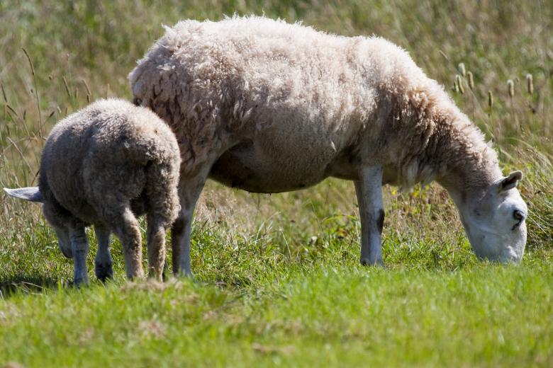 Free stock image of Sheep created by Geoffrey Whiteway