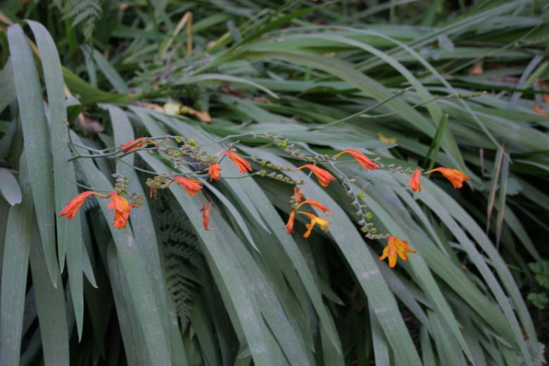 Free stock image of Little Orange Lilies created by Sue Osborn