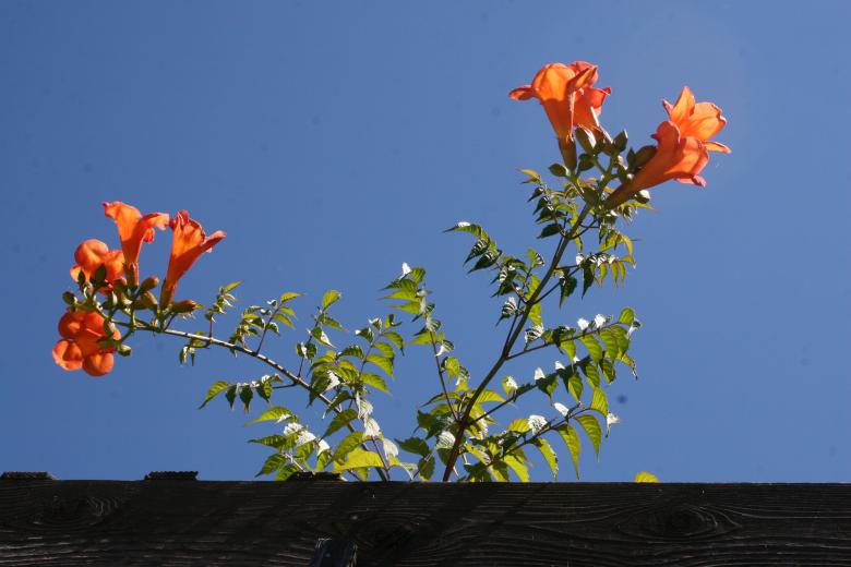 Free stock image of Trumpets on the Vine created by Sue Osborn