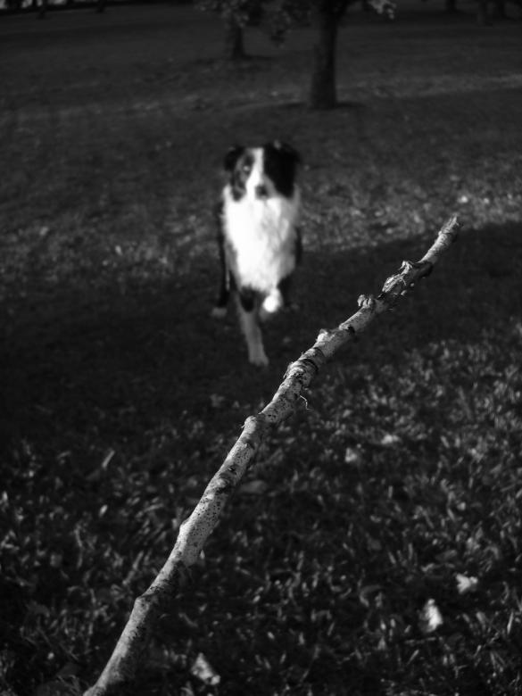 Free stock image of Tango created by Atu 