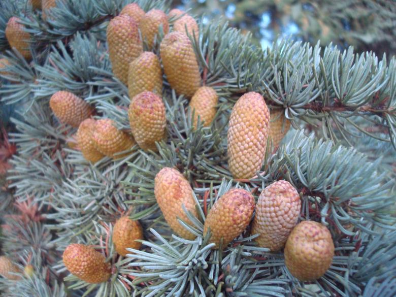 Free stock image of Little fir cones created by Boris Kyurkchiev