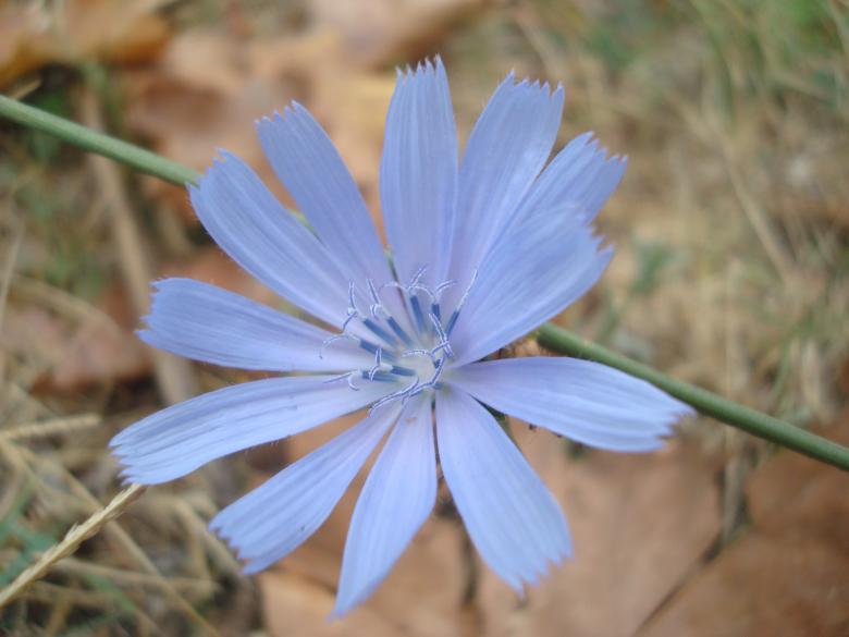Free stock image of Beautiful blue garden flower created by Boris Kyurkchiev