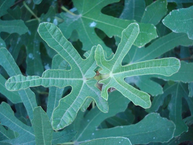 Free stock image of Fig tree leaves created by Boris Kyurkchiev