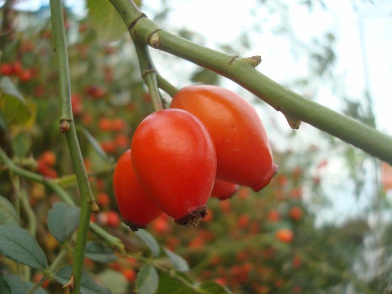 Free stock image of Wild sweet briar created by Boris Kyurkchiev