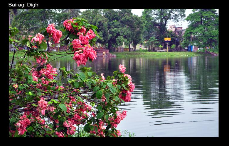 Free stock image of Pink Flowers by Lake created by Throughthelens