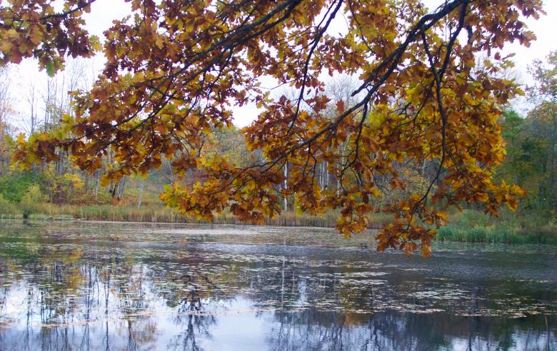 Free stock image of Near to lake created by Laura Dambite