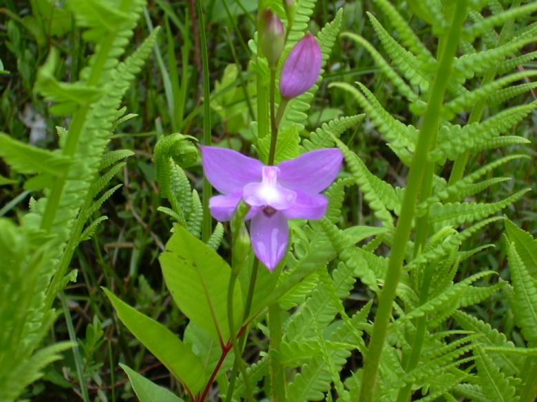 Free stock image of Purple Flower created by Jordan Dixon