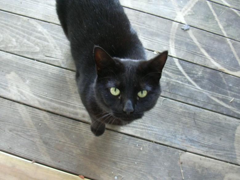 Free stock image of Black Cat created by Jordan Dixon