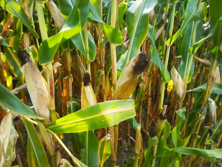 Free stock image of Corncobs created by Laura Dambite