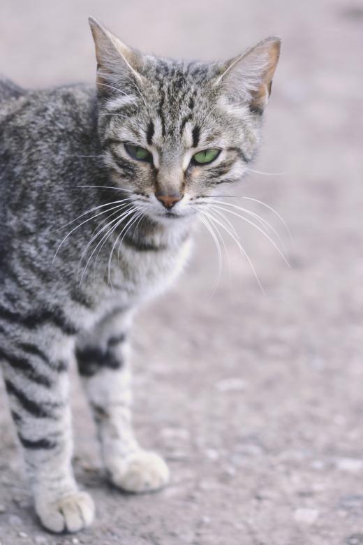 Free stock image of Cat Outdoors created by 2happy