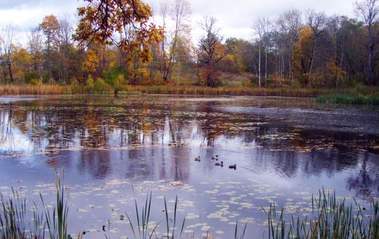 Ducks on lake - Free Stock Photo