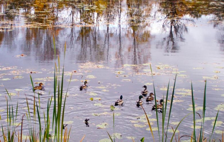 Free stock image of Ducks on lake 2 created by Laura Dambite