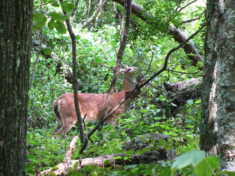 Free stock image of Deer in woods created by Tom Cummings