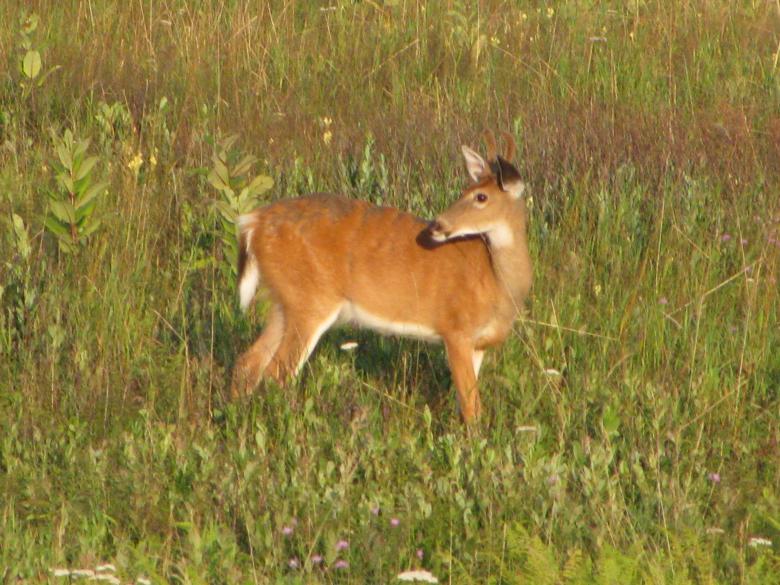 Free stock image of Deer in field created by Tom Cummings