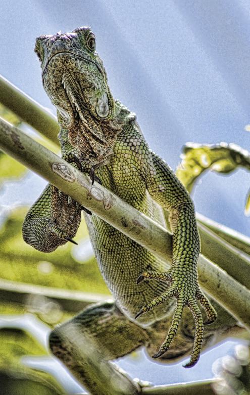 Free stock image of Iguana created by Tony Ryta