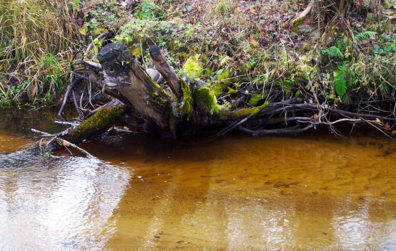 Free stock image of Time comes with moss created by Laura Dambite