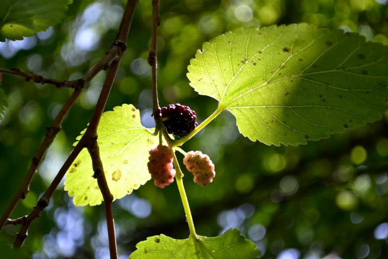 Free stock image of Mulberries in the tree created by Octavian