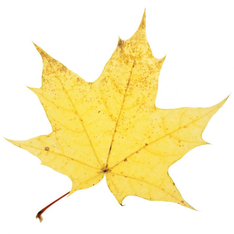 Free stock image of leaves created by 2happy