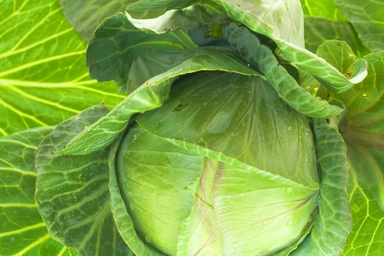 Free stock image of Cabbage created by 2happy