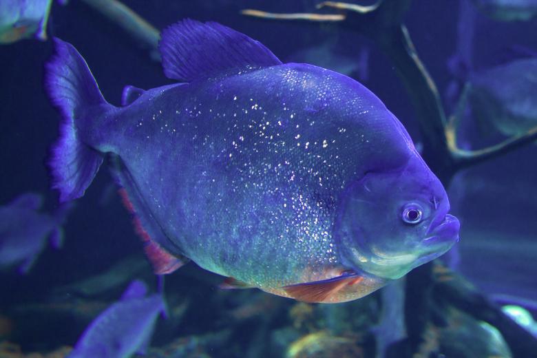 Free stock image of piranha created by Geoffrey Whiteway