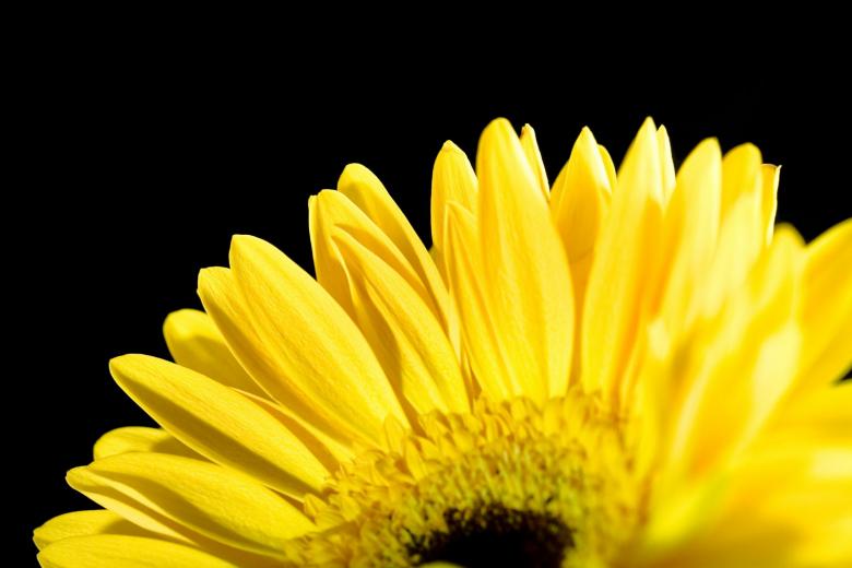 Free stock image of daisy created by 2happy