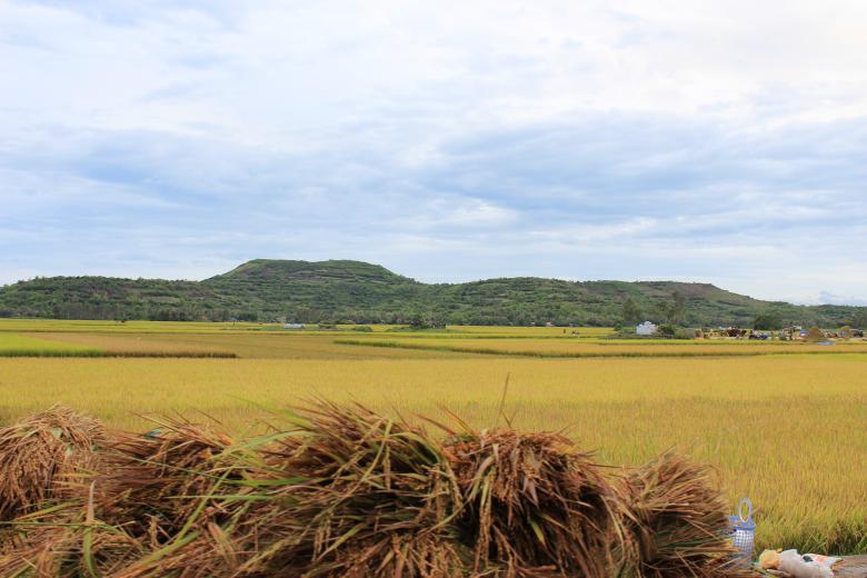 Free stock image of Rice field created by Bluesun