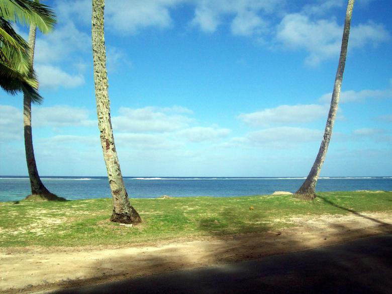 Free stock image of Rarotonga Beach Trees created by James Walton