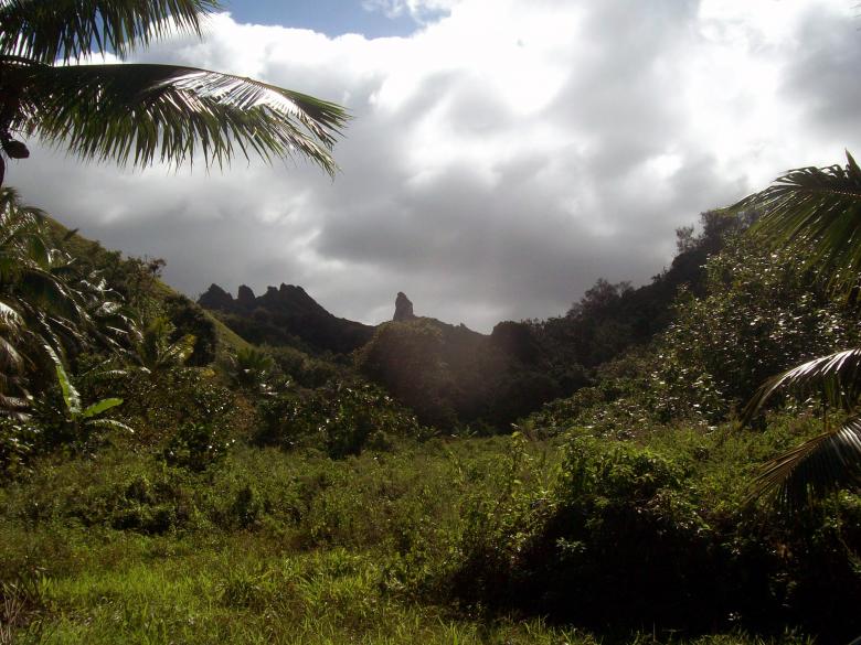 Free stock image of Rarotonga Bush created by James Walton