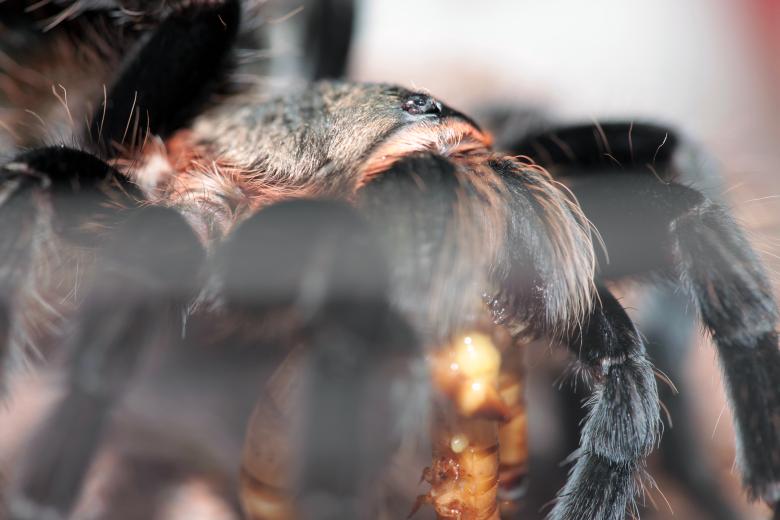 Free stock image of spider created by 2happy
