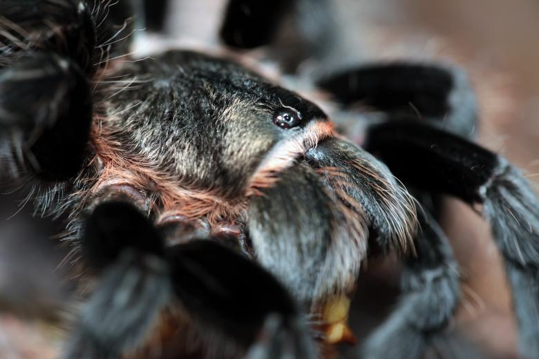 Free stock image of spider created by 2happy