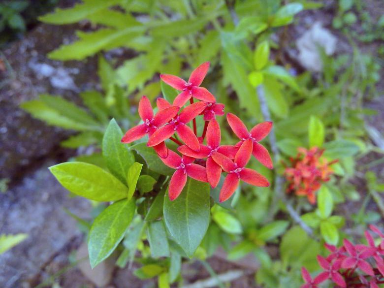 Free stock image of Red Ixora coccinea created by Tona sam
