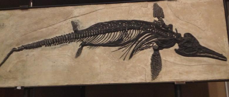 Free stock image of Ichthyosaur Fossil created by Yinan Chen