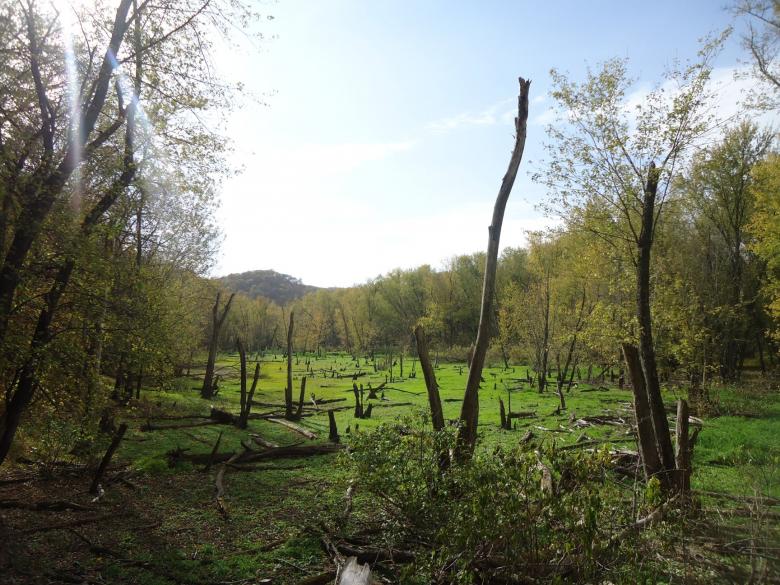 Free stock image of Meadow clearing with sunlight created by Yinan Chen