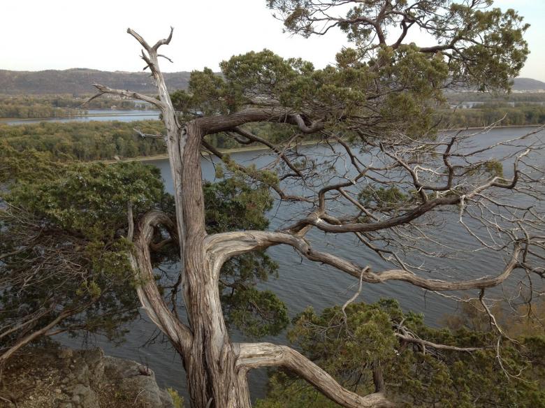 Free stock image of River through Pine tree created by Yinan Chen