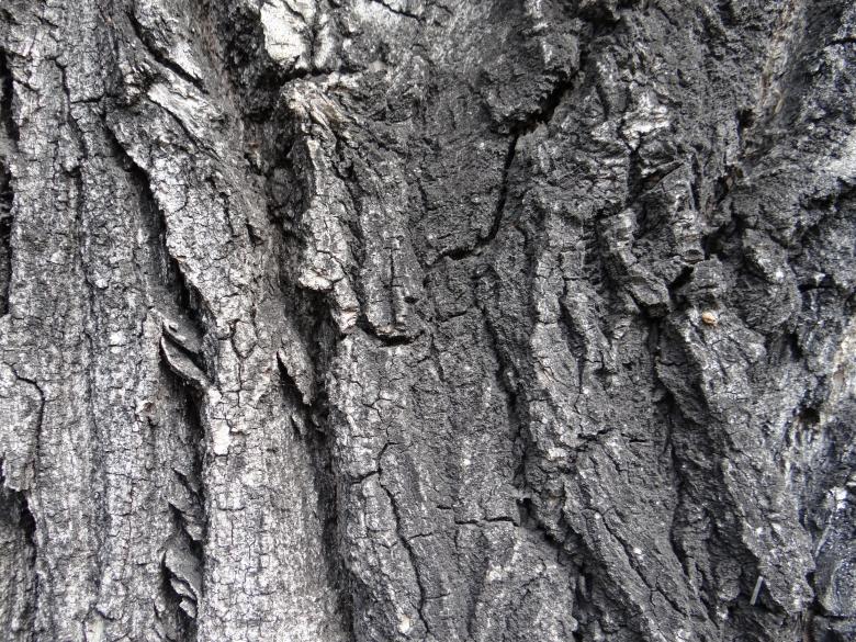 Free stock image of Wood texture created by Matias Riquelme