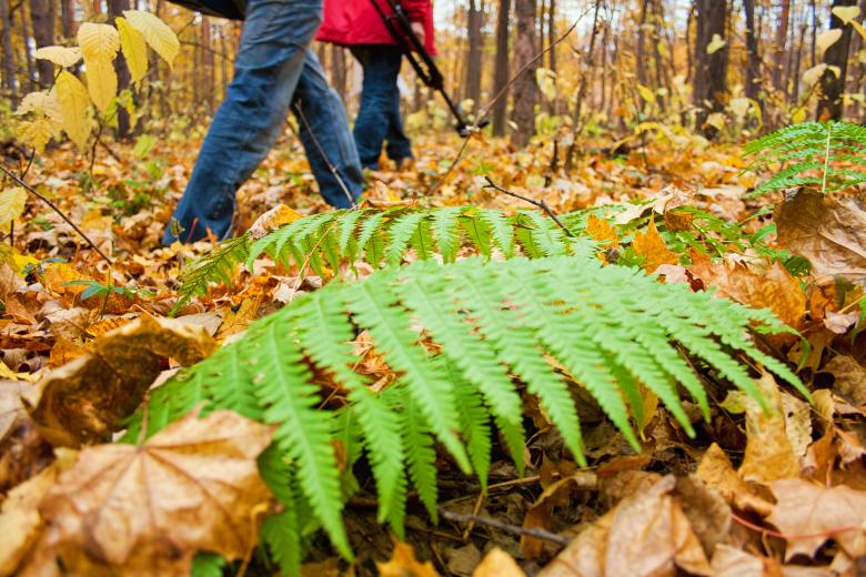 Free stock image of Walking in the forest created by 2happy