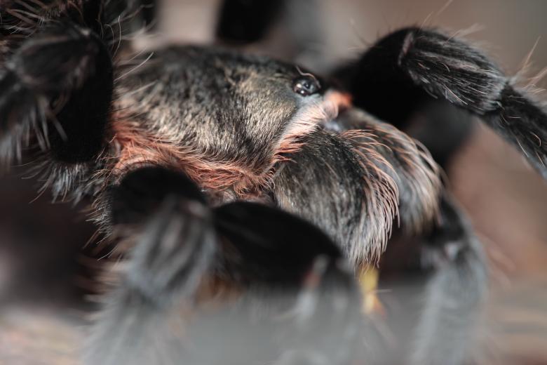 Free stock image of Spider - Macro View created by 2happy