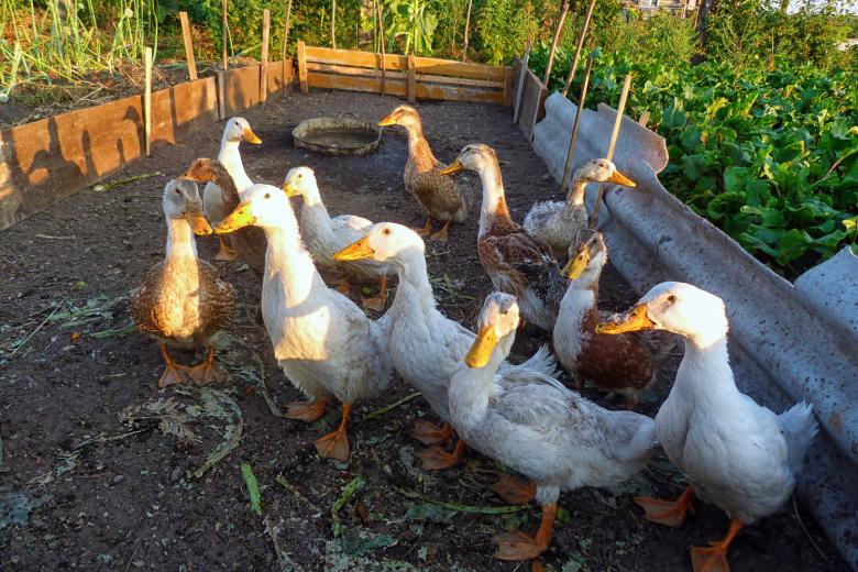 Free stock image of poultry  created by Vladimir Ovcharov