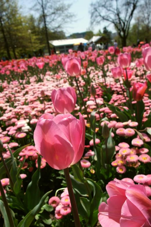 Free stock image of Flowers in Floriade created by Steve Tsoi