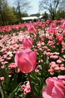 Flowers in Floriade - Free Stock Photo