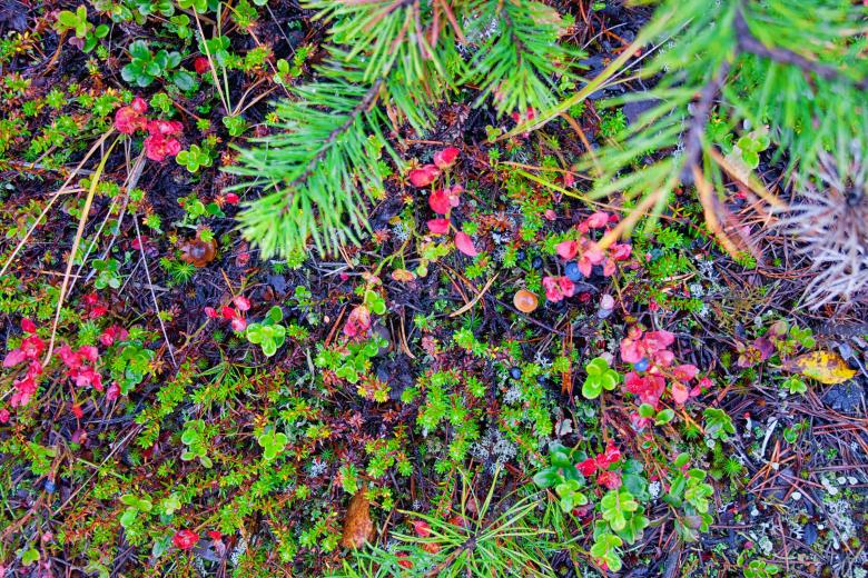 Free stock image of leaves background created by 2happy