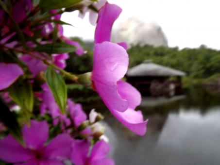 Pink Flower in the Dark Lake - Free Stock Photo