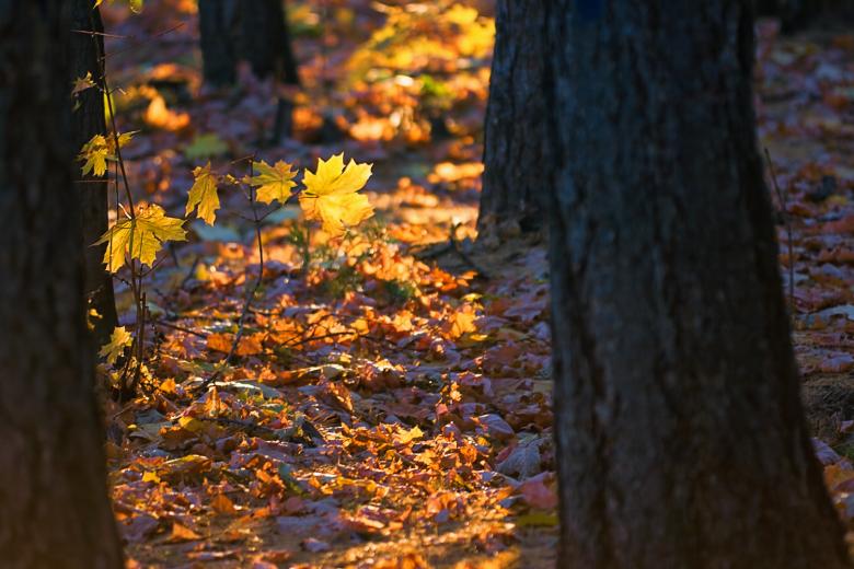 Free stock image of Autumn created by 2happy